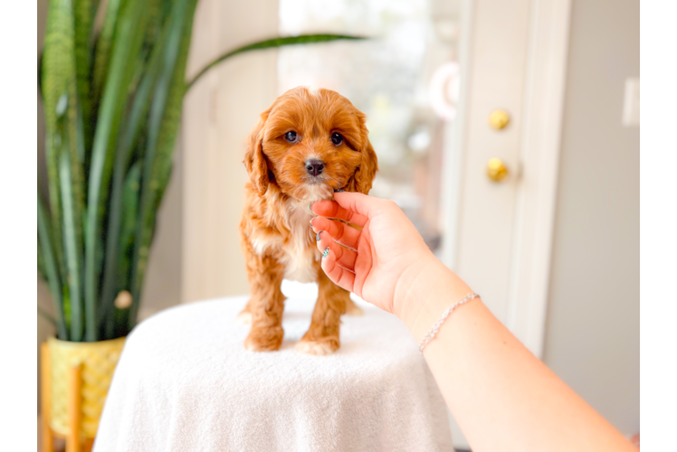 Cavapoo Pup Being Cute