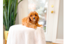 Cute Cavapoo Poodle Mix Pup