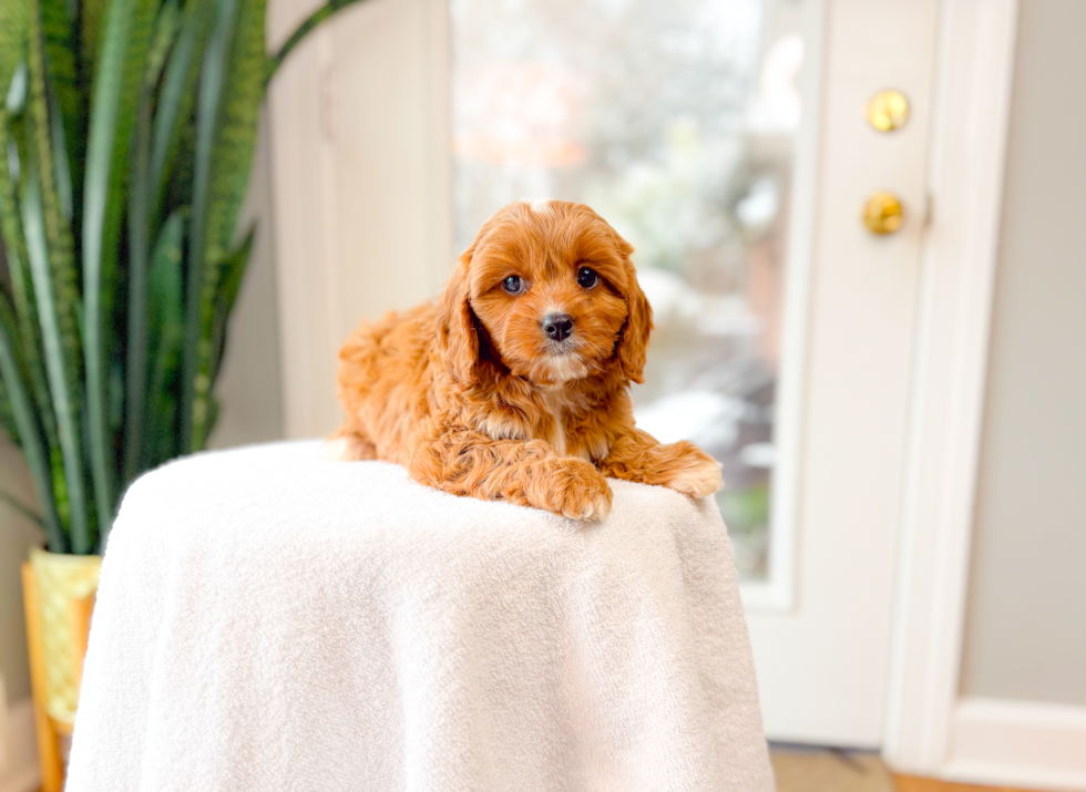 Cute Cavapoo Poodle Mix Pup
