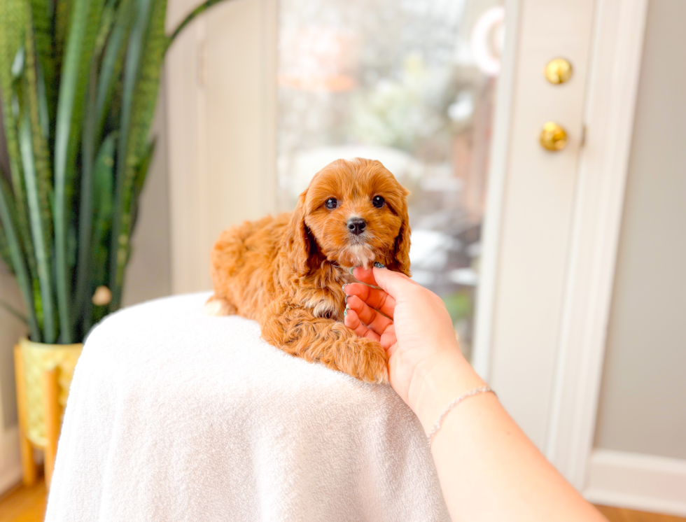Cute Cavapoo Poodle Mix Pup