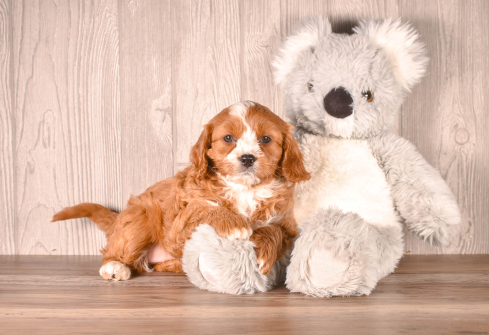 Cavapoo Pup Being Cute