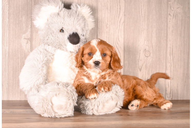 Cute Cavipoo Poodle Mix Puppy