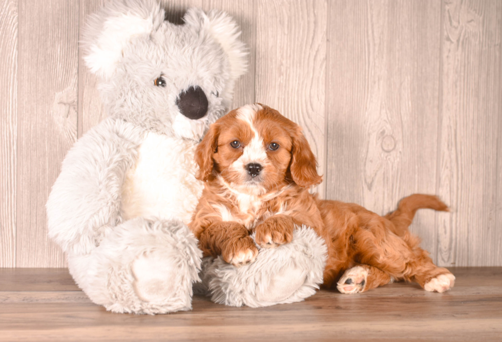 Cute Cavipoo Poodle Mix Puppy
