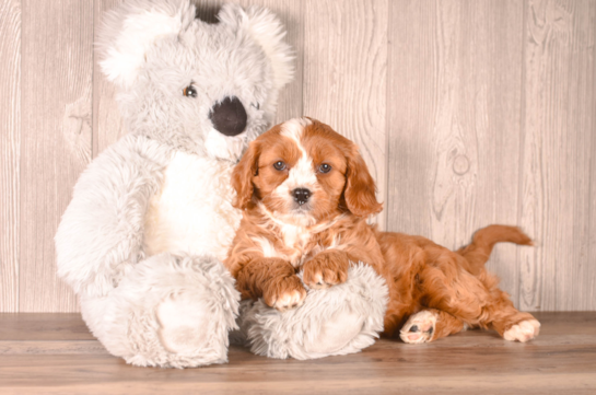 Cute Cavipoo Poodle Mix Puppy
