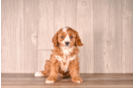 Cavapoo Pup Being Cute