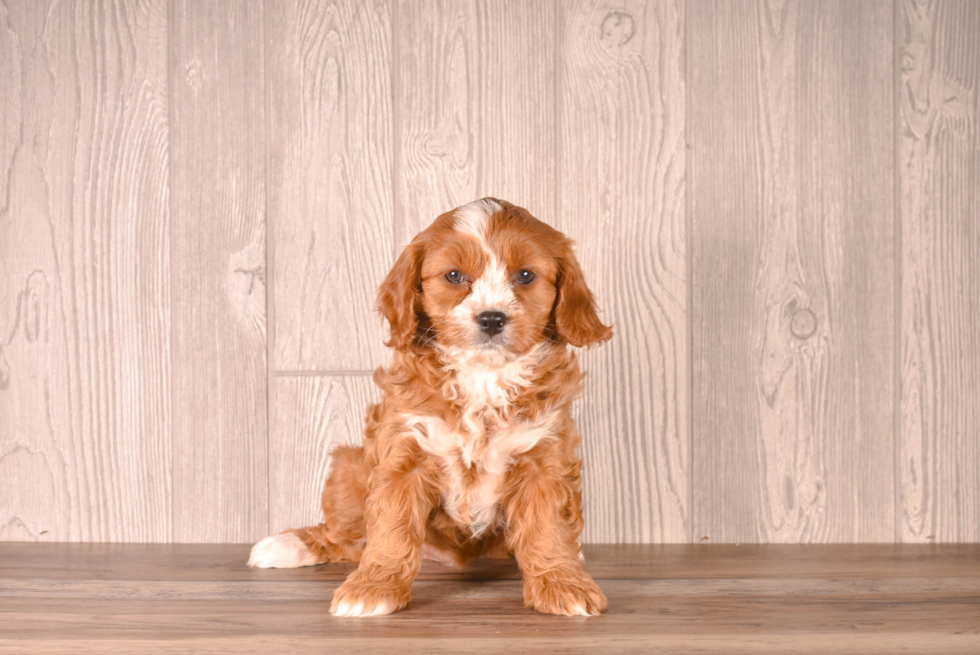 Cavapoo Pup Being Cute