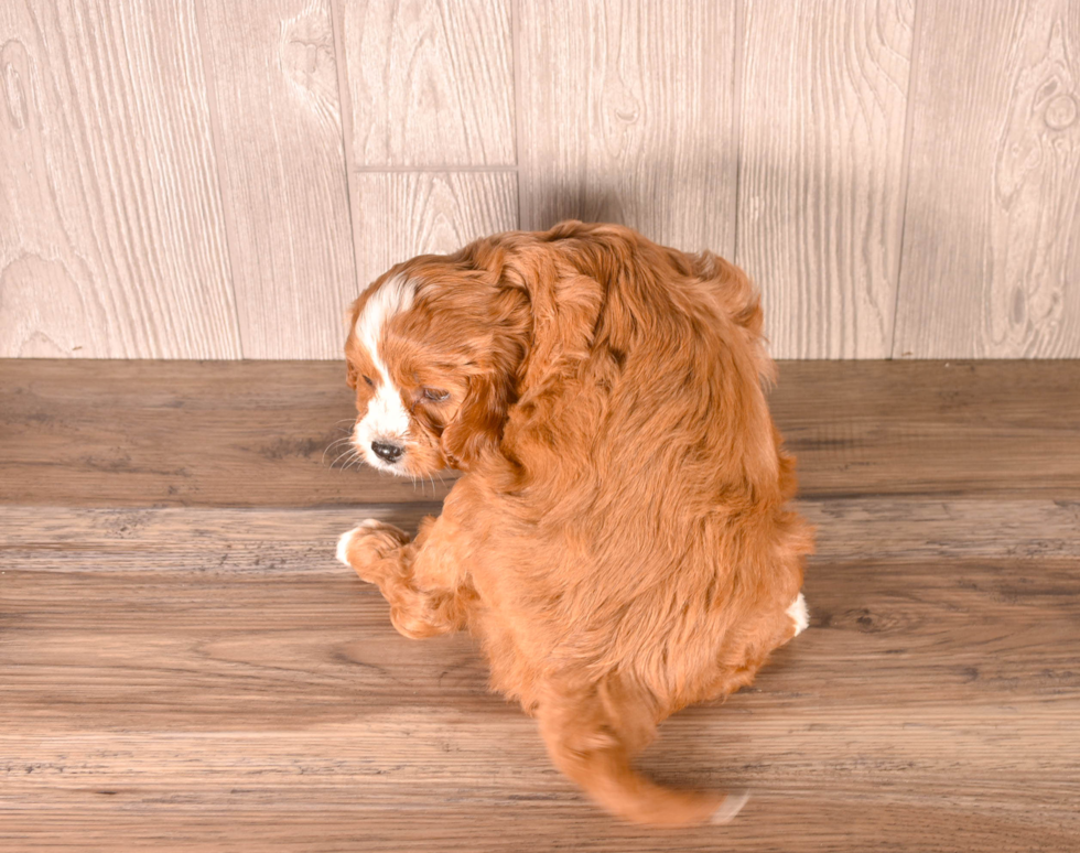 Best Cavapoo Baby