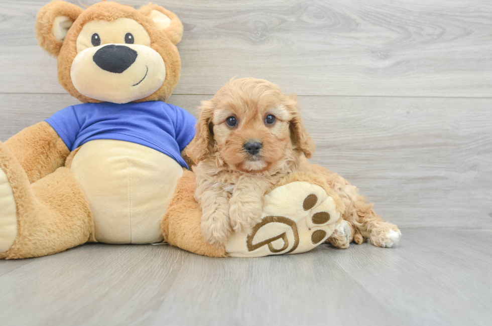 6 week old Cavapoo Puppy For Sale - Simply Southern Pups