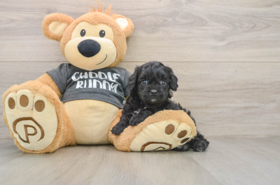 Happy Cavapoo Baby