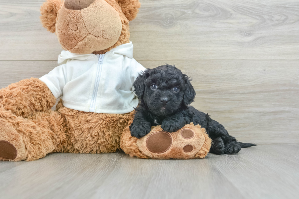 Fluffy Cavapoo Poodle Mix Pup