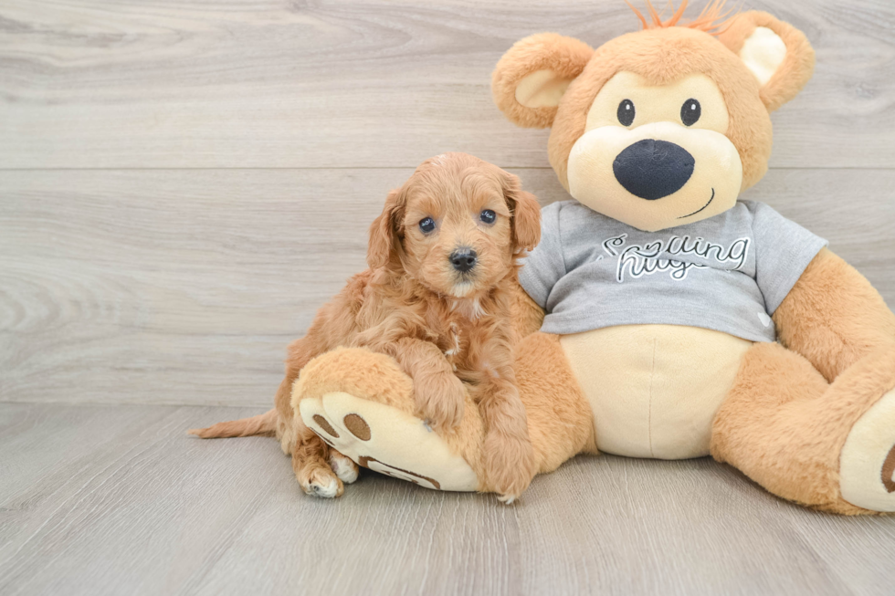 Adorable Cavalier King Charles Spaniel and Poodle Mix Poodle Mix Puppy