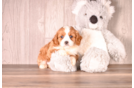 Best Cavapoo Baby