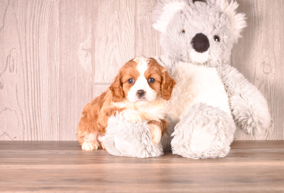 Best Cavapoo Baby
