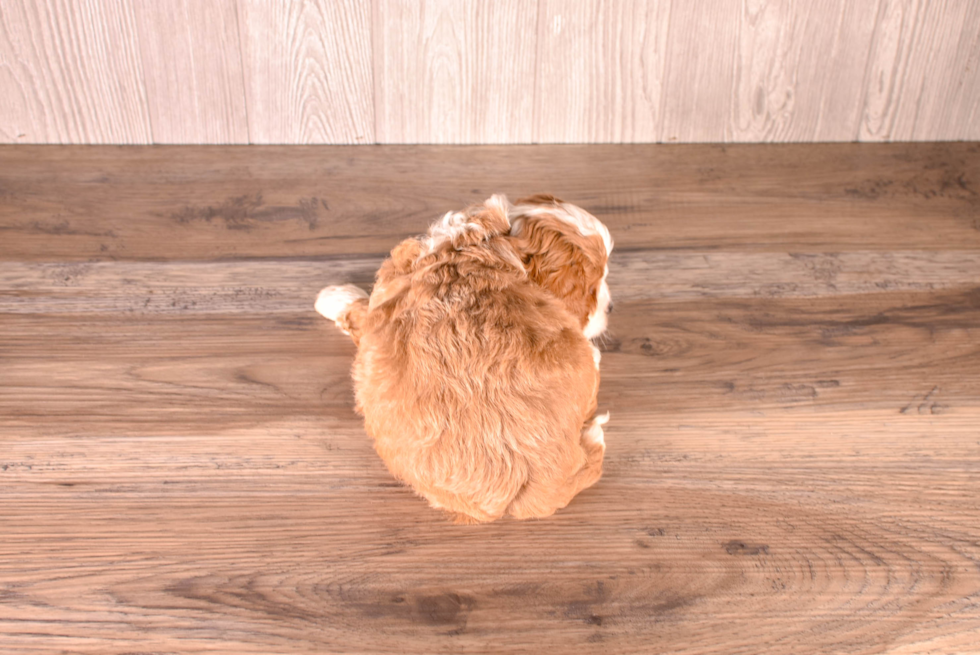 Cute Cavapoo Poodle Mix Pup