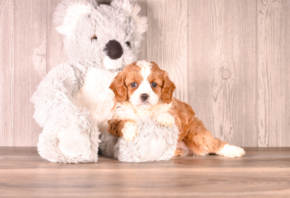 Cute Cavadoodle Poodle Mix Puppy