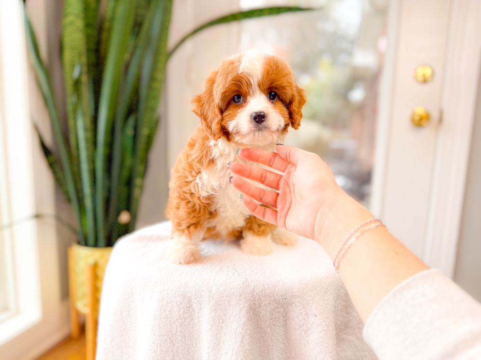 Best Cavapoo Baby