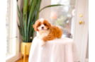Cavapoo Puppy for Adoption
