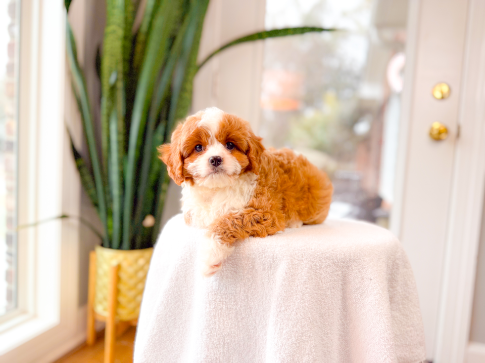 Cavapoo Puppy for Adoption