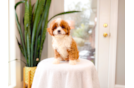 Cute Cavapoo Baby
