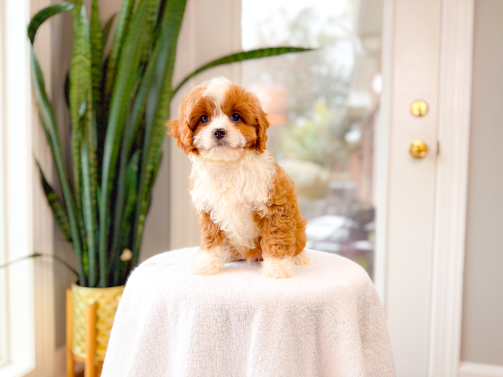Cute Cavapoo Baby