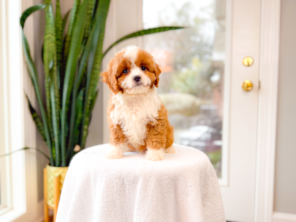 Best Cavapoo Baby