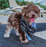 Poodle Being Cute Poodle Being Cute