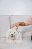 Cute Maltese Purebred Pup