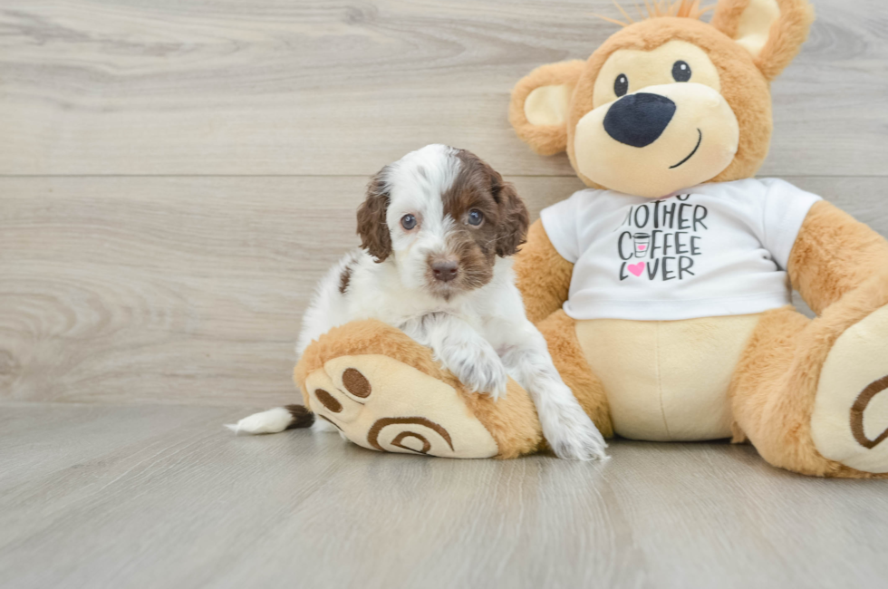 5 week old Cockapoo Puppy For Sale - Simply Southern Pups