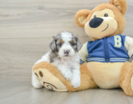 7 week old Cockapoo Puppy For Sale - Simply Southern Pups