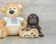8 week old Cockapoo Puppy For Sale - Simply Southern Pups