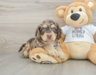 6 week old Cockapoo Puppy For Sale - Simply Southern Pups