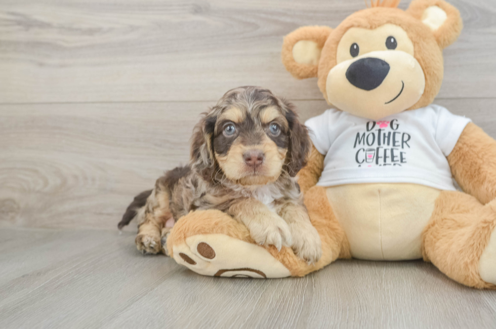 5 week old Cockapoo Puppy For Sale - Simply Southern Pups