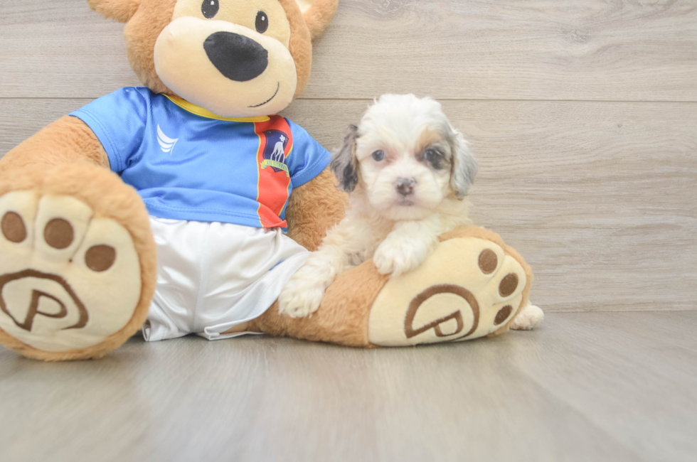 6 week old Cockapoo Puppy For Sale - Simply Southern Pups