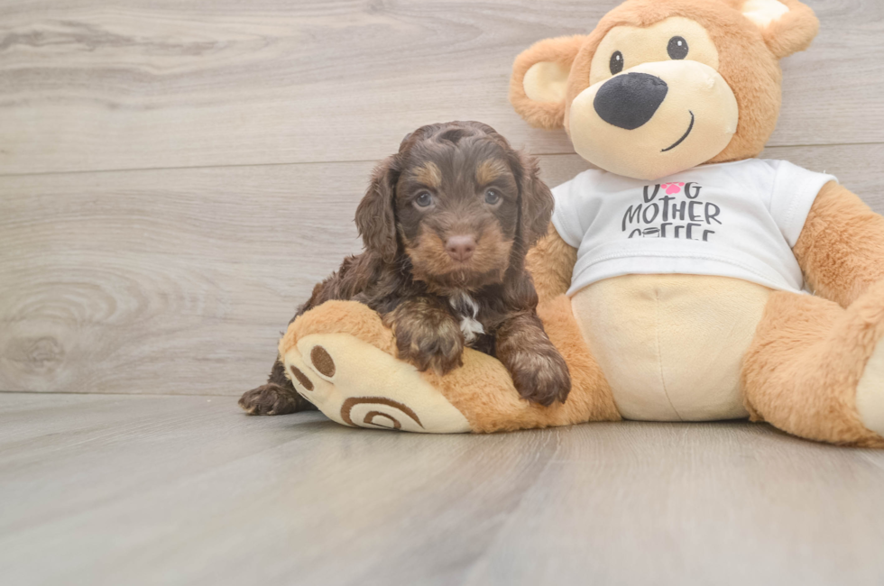 5 week old Cockapoo Puppy For Sale - Simply Southern Pups