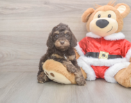 6 week old Cockapoo Puppy For Sale - Simply Southern Pups