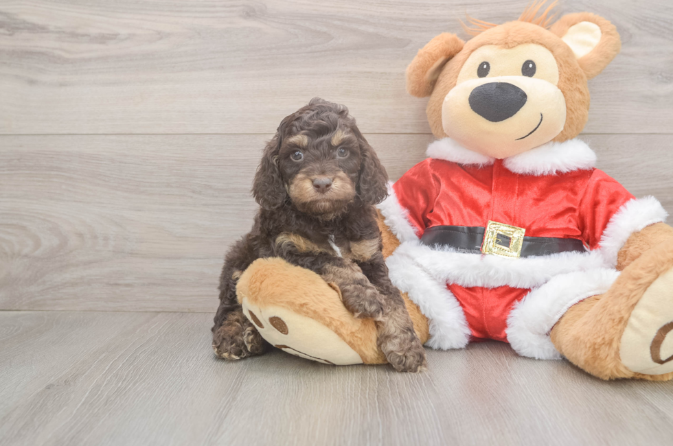 5 week old Cockapoo Puppy For Sale - Simply Southern Pups