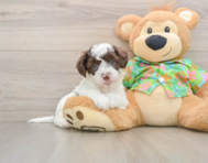 5 week old Cockapoo Puppy For Sale - Simply Southern Pups