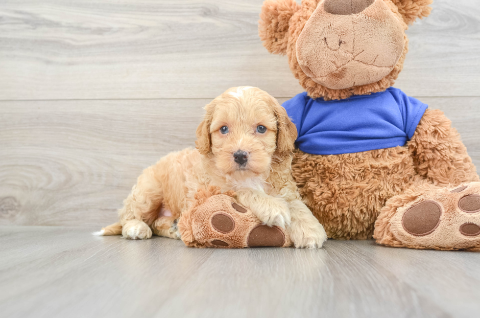 7 week old Cockapoo Puppy For Sale - Simply Southern Pups