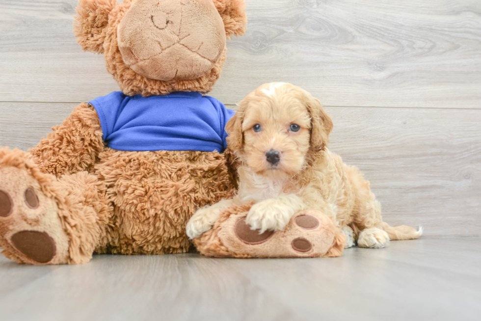 Small Cockapoo Baby