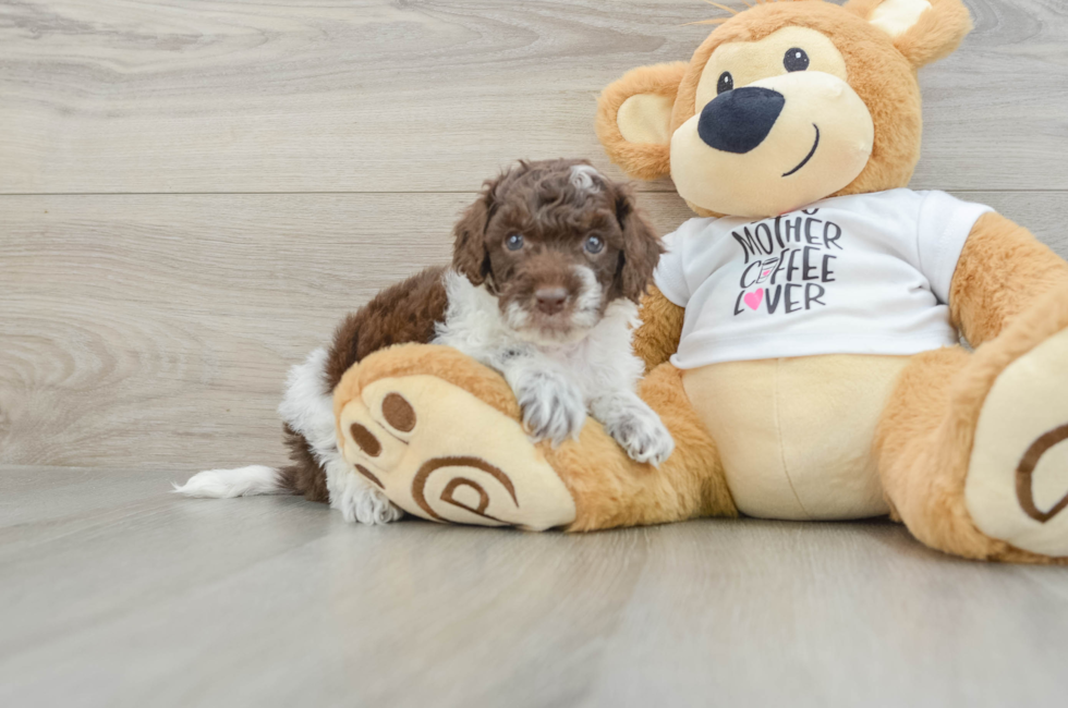 5 week old Cockapoo Puppy For Sale - Simply Southern Pups