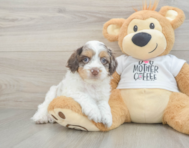 6 week old Cockapoo Puppy For Sale - Simply Southern Pups