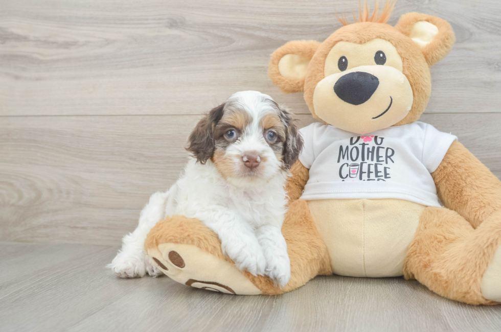 5 week old Cockapoo Puppy For Sale - Simply Southern Pups