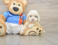 7 week old Cockapoo Puppy For Sale - Simply Southern Pups