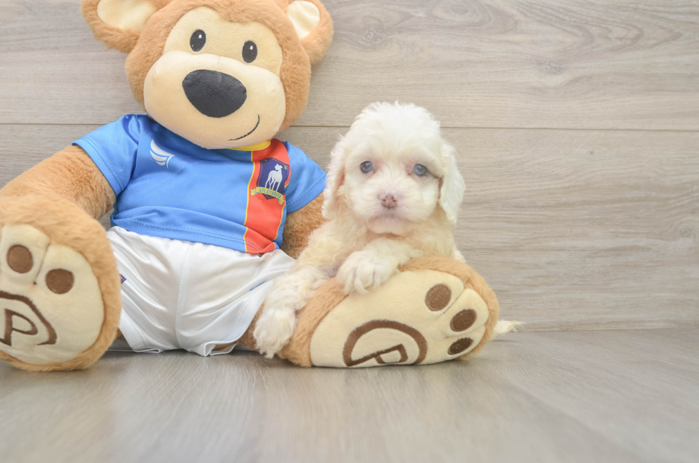 6 week old Cockapoo Puppy For Sale - Simply Southern Pups