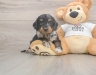 6 week old Cockapoo Puppy For Sale - Simply Southern Pups