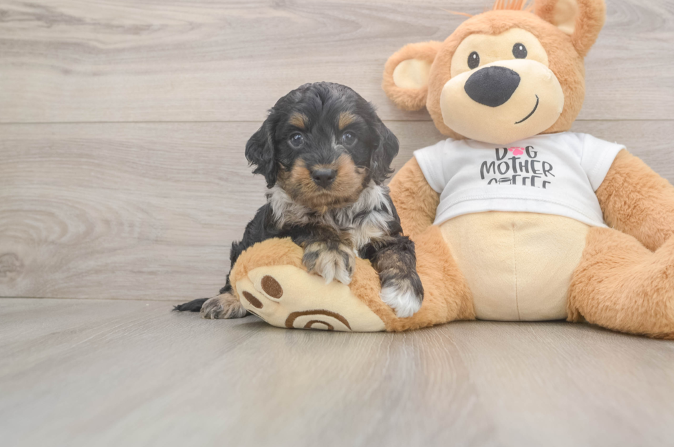 5 week old Cockapoo Puppy For Sale - Simply Southern Pups