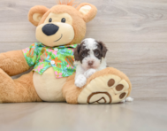 5 week old Cockapoo Puppy For Sale - Simply Southern Pups