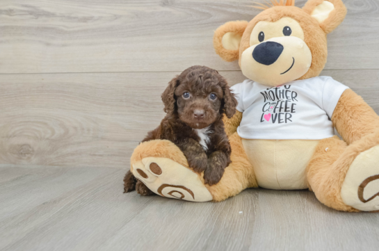 Happy Cockapoo Baby