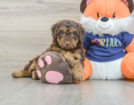 8 week old Cockapoo Puppy For Sale - Simply Southern Pups