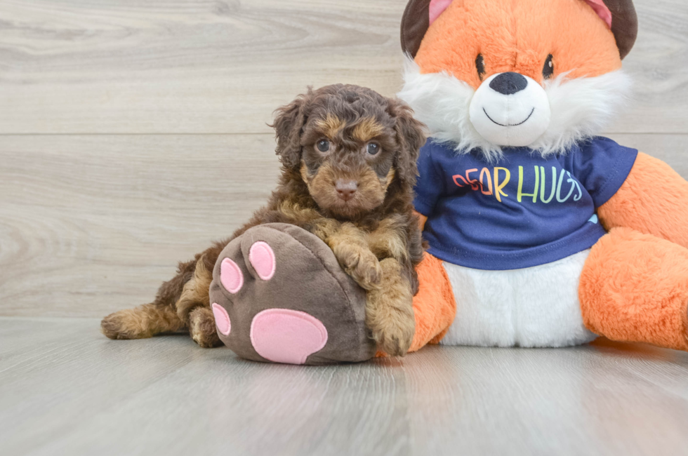 7 week old Cockapoo Puppy For Sale - Simply Southern Pups